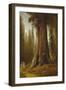 California Redwood Trees-Thomas Hill-Framed Giclee Print