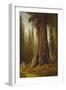 California Redwood Trees-Thomas Hill-Framed Giclee Print
