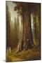 California Redwood Trees-Thomas Hill-Mounted Giclee Print