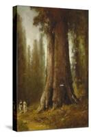 California Redwood Trees-Thomas Hill-Stretched Canvas