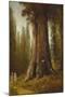 California Redwood Trees-Thomas Hill-Mounted Giclee Print