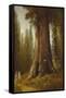 California Redwood Trees-Thomas Hill-Framed Stretched Canvas