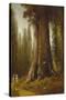 California Redwood Trees-Thomas Hill-Stretched Canvas
