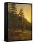 California Redwoods, 1872-Albert Bierstadt-Framed Stretched Canvas
