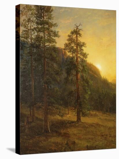 California Redwoods, 1872-Albert Bierstadt-Stretched Canvas