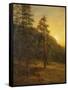 California Redwoods, 1872-Albert Bierstadt-Framed Stretched Canvas