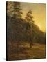 California Redwoods, 1872-Albert Bierstadt-Stretched Canvas