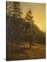 California Redwoods, 1872-Albert Bierstadt-Stretched Canvas