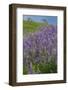 California, Redwoods National Park, Lupine field-Jamie & Judy Wild-Framed Photographic Print