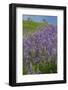 California, Redwoods National Park, Lupine field-Jamie & Judy Wild-Framed Photographic Print