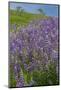 California, Redwoods National Park, Lupine field-Jamie & Judy Wild-Mounted Photographic Print