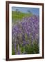 California, Redwoods National Park, Lupine field-Jamie & Judy Wild-Framed Premium Photographic Print