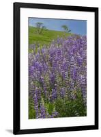 California, Redwoods National Park, Lupine field-Jamie & Judy Wild-Framed Premium Photographic Print