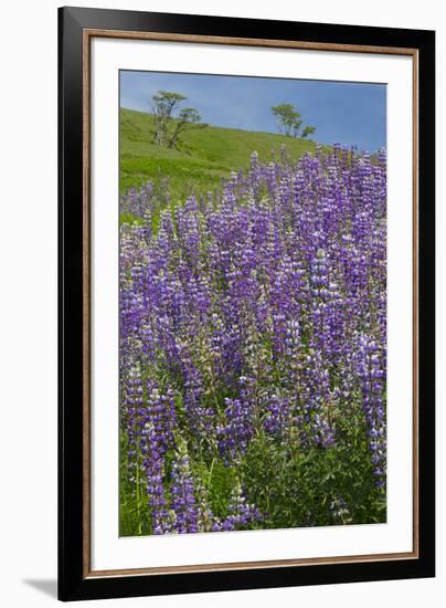 California, Redwoods National Park, Lupine field-Jamie & Judy Wild-Framed Premium Photographic Print