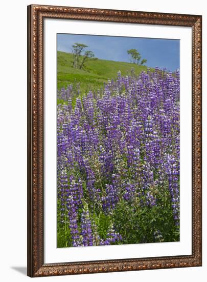 California, Redwoods National Park, Lupine field-Jamie & Judy Wild-Framed Premium Photographic Print