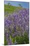 California, Redwoods National Park, Lupine field-Jamie & Judy Wild-Mounted Premium Photographic Print