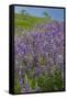 California, Redwoods National Park, Lupine field-Jamie & Judy Wild-Framed Stretched Canvas