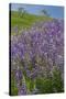 California, Redwoods National Park, Lupine field-Jamie & Judy Wild-Stretched Canvas