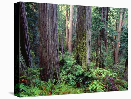 California, Redwoods Tower Above Ferns and Seedlings in Understory-John Barger-Stretched Canvas
