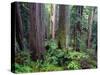 California, Redwoods Tower Above Ferns and Seedlings in Understory-John Barger-Stretched Canvas