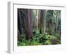 California, Redwoods Tower Above Ferns and Seedlings in Understory-John Barger-Framed Photographic Print