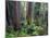 California, Redwoods Tower Above Ferns and Seedlings in Understory-John Barger-Mounted Photographic Print