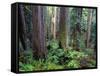 California, Redwoods Tower Above Ferns and Seedlings in Understory-John Barger-Framed Stretched Canvas