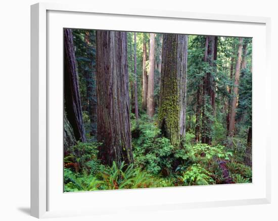 California, Redwoods Tower Above Ferns and Seedlings in Understory-John Barger-Framed Photographic Print