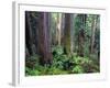 California, Redwoods Tower Above Ferns and Seedlings in Understory-John Barger-Framed Photographic Print