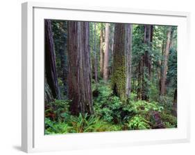 California, Redwoods Tower Above Ferns and Seedlings in Understory-John Barger-Framed Photographic Print