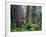 California, Redwoods Tower Above Ferns and Seedlings in Understory-John Barger-Framed Photographic Print