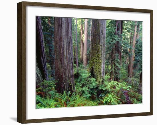 California, Redwoods Tower Above Ferns and Seedlings in Understory-John Barger-Framed Photographic Print