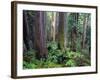 California, Redwoods Tower Above Ferns and Seedlings in Understory-John Barger-Framed Photographic Print