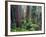 California, Redwoods Tower Above Ferns and Seedlings in Understory-John Barger-Framed Photographic Print