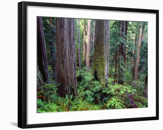 California, Redwoods Tower Above Ferns and Seedlings in Understory-John Barger-Framed Photographic Print