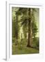 California Redwoods-Albert Bierstadt-Framed Giclee Print