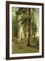 California Redwoods-Albert Bierstadt-Framed Giclee Print