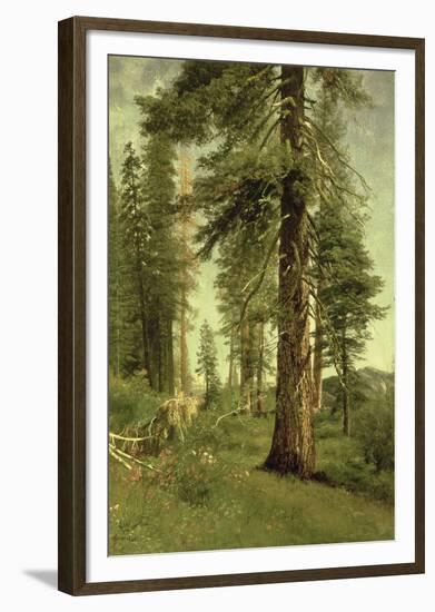 California Redwoods-Albert Bierstadt-Framed Giclee Print