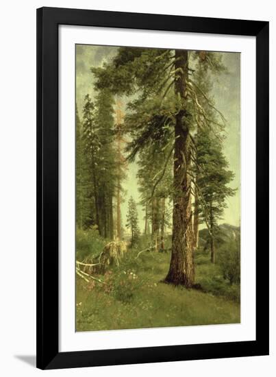 California Redwoods-Albert Bierstadt-Framed Giclee Print