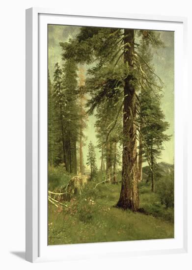 California Redwoods-Albert Bierstadt-Framed Giclee Print