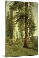 California Redwoods-Albert Bierstadt-Mounted Giclee Print