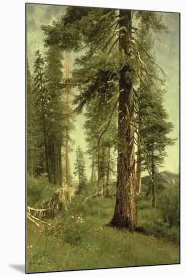 California Redwoods-Albert Bierstadt-Mounted Giclee Print