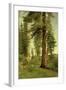 California Redwoods-Albert Bierstadt-Framed Giclee Print