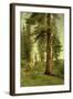 California Redwoods-Albert Bierstadt-Framed Giclee Print