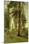 California Redwoods-Albert Bierstadt-Mounted Giclee Print