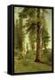 California Redwoods-Albert Bierstadt-Framed Stretched Canvas