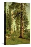 California Redwoods-Albert Bierstadt-Stretched Canvas