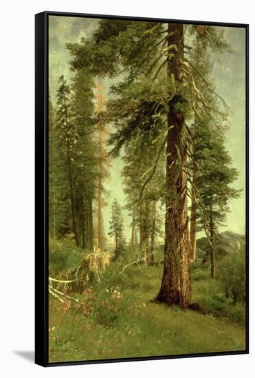 California Redwoods-Albert Bierstadt-Framed Stretched Canvas