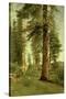 California Redwoods-Albert Bierstadt-Stretched Canvas