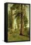 California Redwoods-Albert Bierstadt-Framed Stretched Canvas